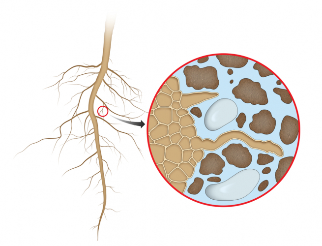 Root hair cells